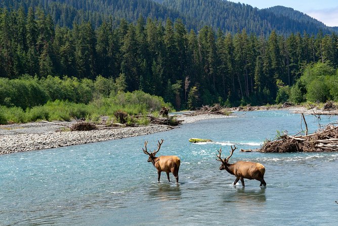 3 Days in Olympic National Park from Seattle: Silent Forest - Hoh Rainforest - Hurricane Ridge is the high point