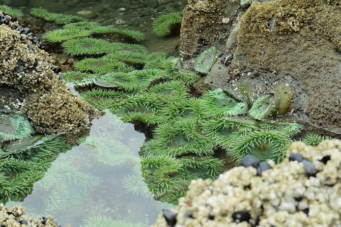 3 Days in Olympic National Park from Seattle: Silent Forest - Hoh Rainforest - Six quiet hours in the Hoh Rainforest