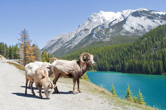 7-Day Small Group Tour: Canadian Rockies and National Parks - Day 7: Vancouver and the trip back to Seattle