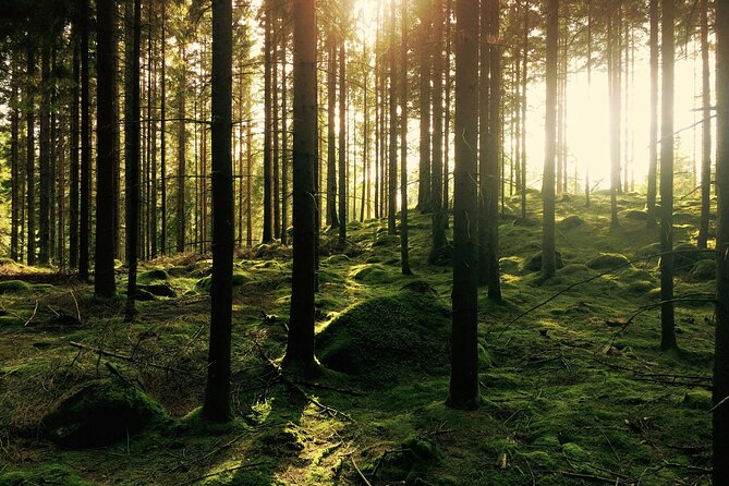 Bainbridge Island Serenity Forest Hike & Cultural Landmarks Tour - The One-Hour Forest Hike