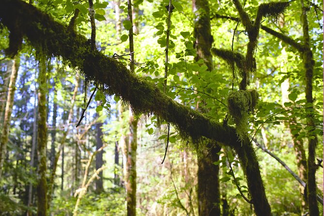 Bainbridge Island Serenity Forest Hike & Cultural Landmarks Tour - Hall’s Hill Lookout and Labyrinth, 15 Minutes