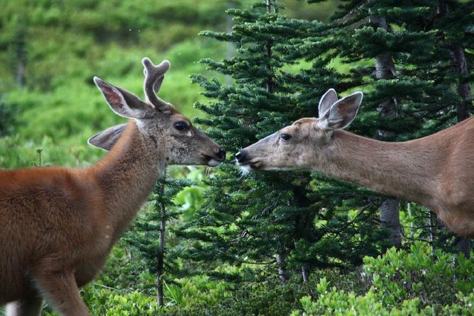 Best of Mount Rainier National Park from Seattle: All-Inclusive Small-Group Tour - Coffee, pastries, and the road to the mountain