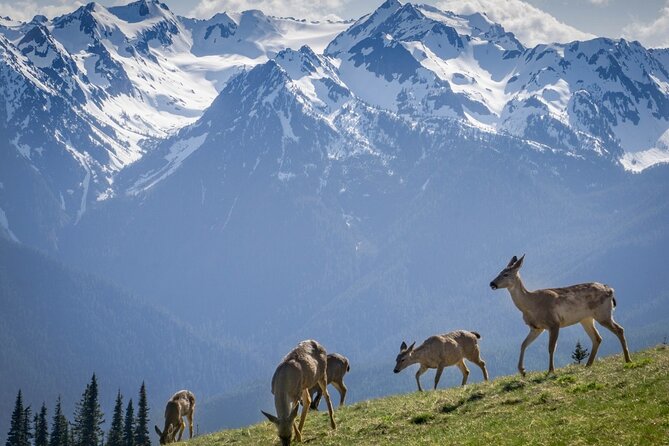 Explore Olympic National Park from Seattle through Van /Ferry - Guide quality can shape the entire day