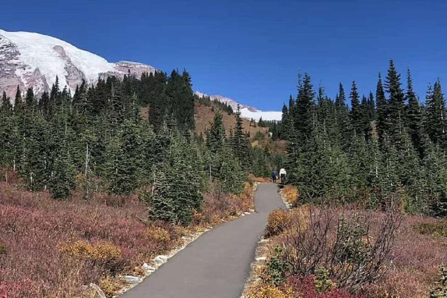 From Seattle: Mount Rainier National Park 1-Day Tour - Christine Falls offers a quick scenic reward