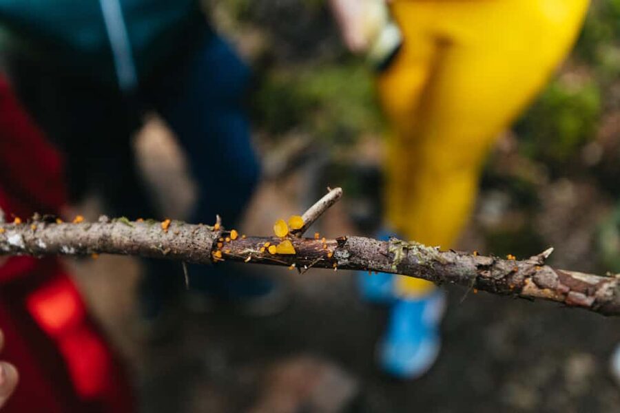 From Seattle: Visit Snoqualmie Falls and Hike to Twin Falls - Should you book the Snoqualmie Falls and Twin Falls tour?