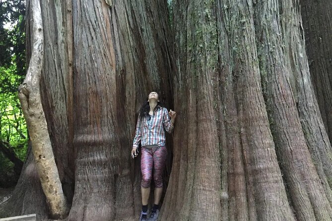 Mt. Rainier highlights - old forest, falls and glaciers - Why this Mt. Rainier day trip is more than a photo stop