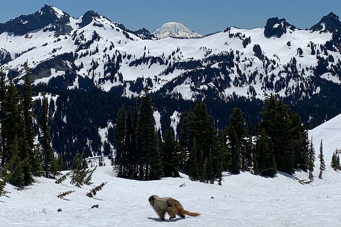 Mt. Rainier highlights - old forest, falls and glaciers - Paradise: the main hike at 5,500 feet