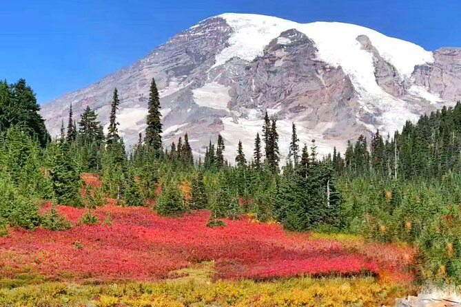 Mt Rainier National Park Small Group Day Tour from Seattle 2CanGo - Paradise is the main event in summer