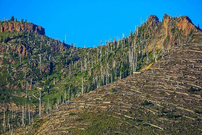 Mt. St. Helens National Monument from Seattle: All-Inclusive Small-Group Tour - Coldwater Lake and the changing forest