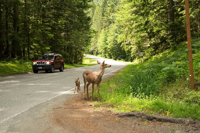 Olympic National Park Day Tour from Seattle - Elwha River and Changing Park Conditions