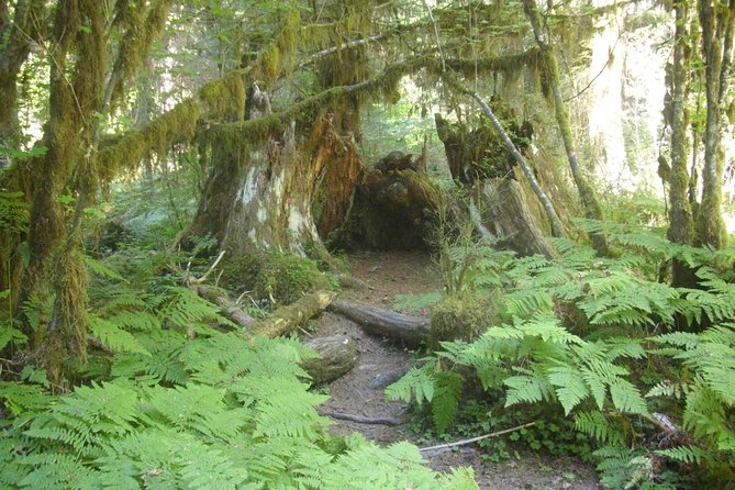 Olympic Peninsula and Forest Tour - Key points to know before booking