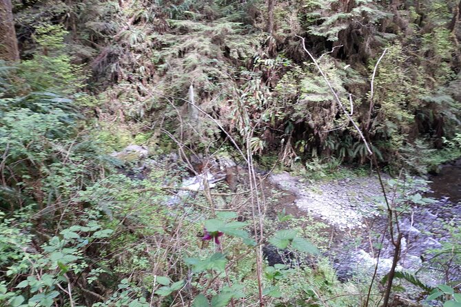 Olympic Peninsula and Forest Tour - Forks and the route toward the coast