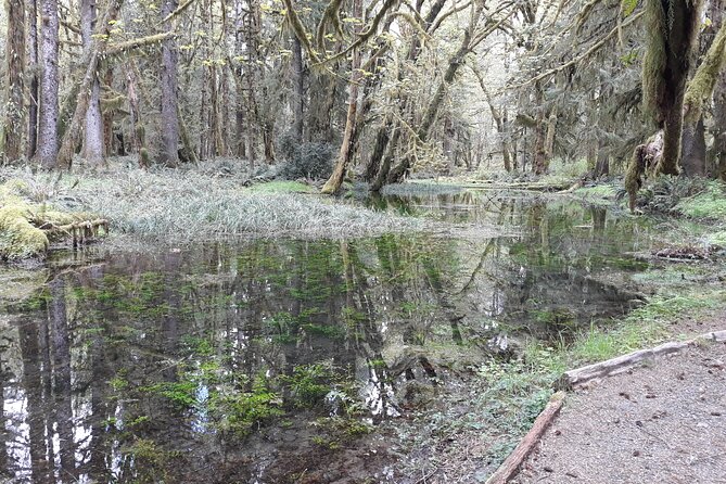 Olympic Peninsula and Forest Tour - How strenuous are the walks?