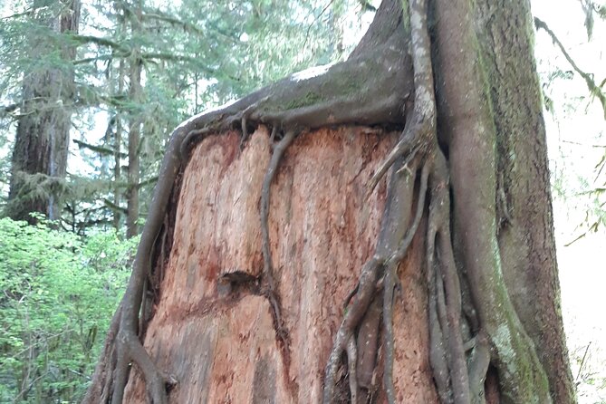 Olympic Peninsula and Forest Tour - The road from Seattle includes more than forest