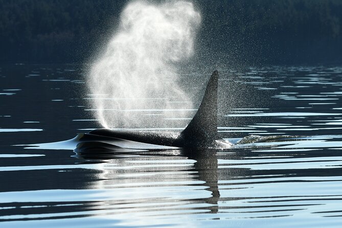 Only Wildlife and Whale Watching Tour Leaving from Seattle - The important points at a glance
