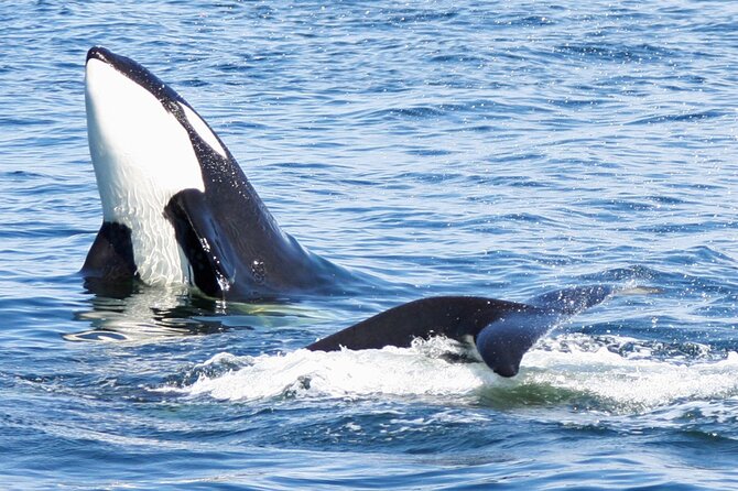 Only Wildlife and Whale Watching Tour Leaving from Seattle - Leaving Pier 69 with Seattle behind you