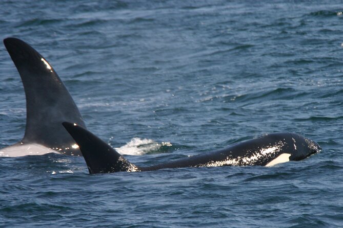 Only Wildlife and Whale Watching Tour Leaving from Seattle - The boat, seating, and the best place to watch