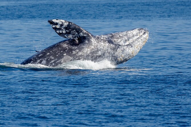 Only Wildlife and Whale Watching Tour Leaving from Seattle - What the naturalist adds to the ride