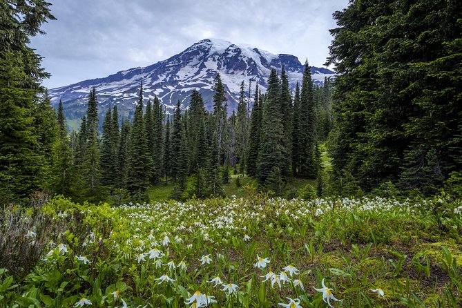 Private Mt Rainier National Park Day Trip from Seattle - The Trail of the Shadows is the best short walk