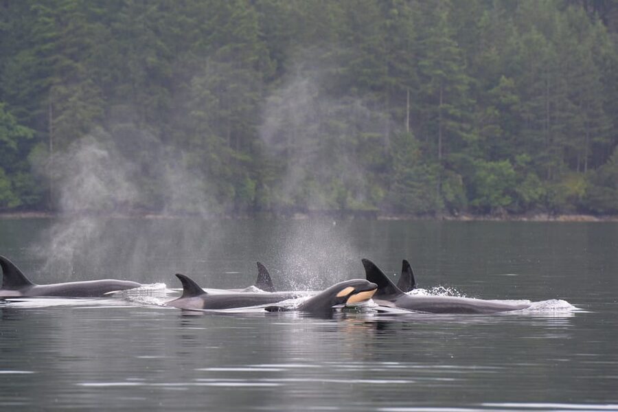 Seattle: Half-Day Wildlife and Whale Watching Cruise - Starting at Pier 69 on the Seattle waterfront