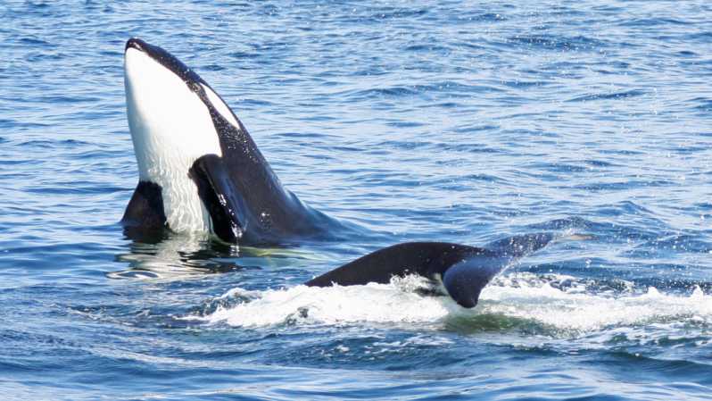 Seattle: Half-Day Wildlife and Whale Watching Cruise - What the 3 to 5 hour cruise feels like