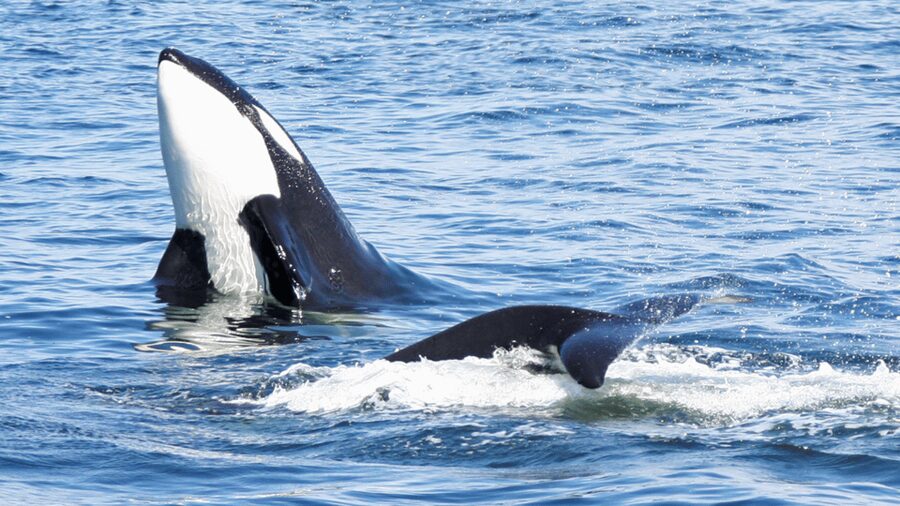 Seattle: Half-Day Wildlife and Whale Watching Cruise - Food, drinks, and useful onboard extras