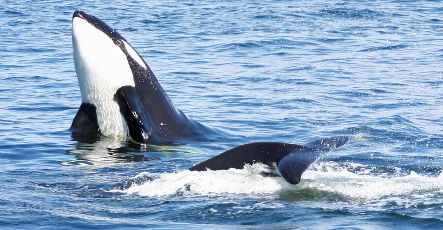 Seattle: Half-Day Wildlife and Whale Watching Cruise - The responsible way to watch wild whales