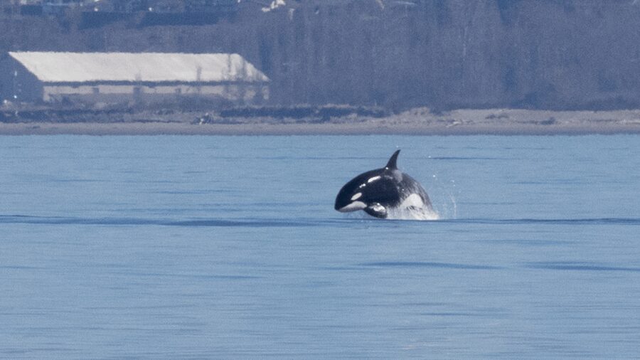 Seattle: Half-Day Wildlife and Whale Watching Cruise - Who should book this Seattle cruise?