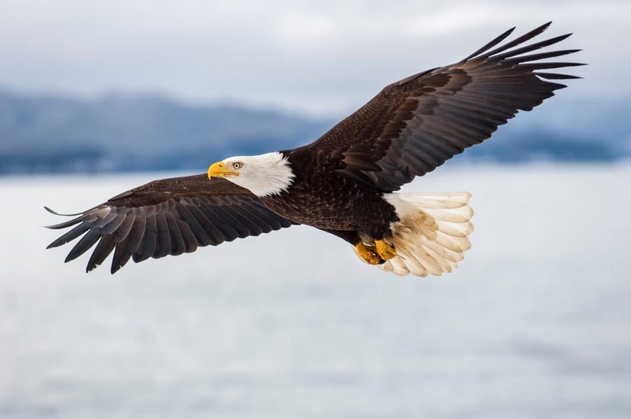 Seattle: Half-Day Wildlife and Whale Watching Cruise - Searching the Salish Sea for whales