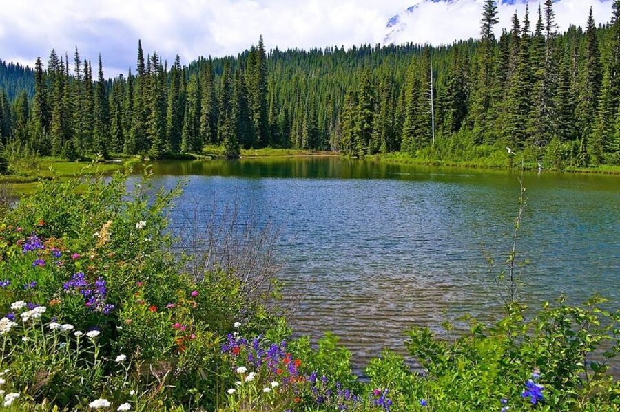 Seattle: Mount Rainier Park All-Inclusive Small Group Tour - A picnic lunch that feels like part of the day