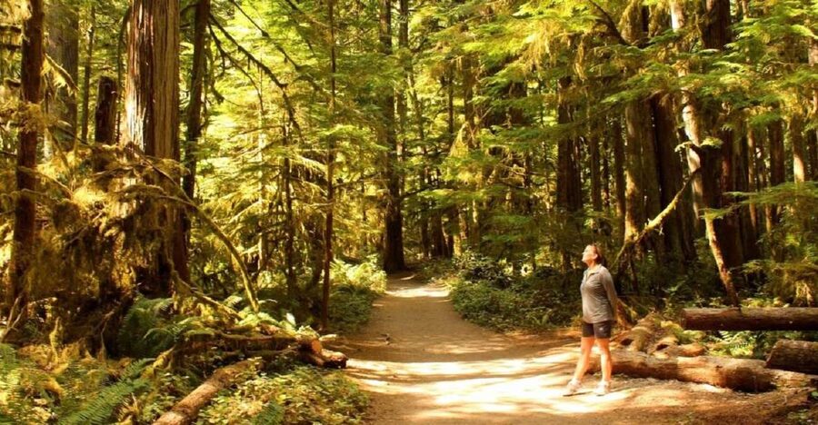 Seattle: Olympic National Park Small-Group Tour - Key points at a glance