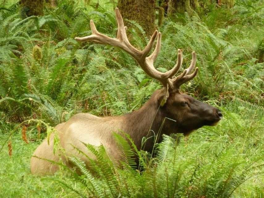 Seattle: Olympic National Park Small-Group Tour - Why this is one of Seattle’s best full-day nature trips
