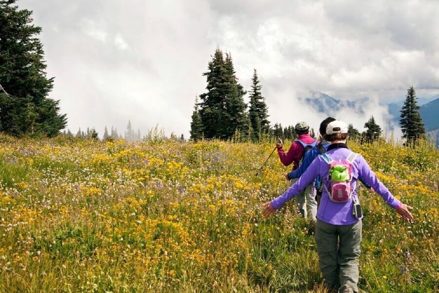 Seattle: Olympic National Park Small-Group Tour - Hurricane Ridge and the high country