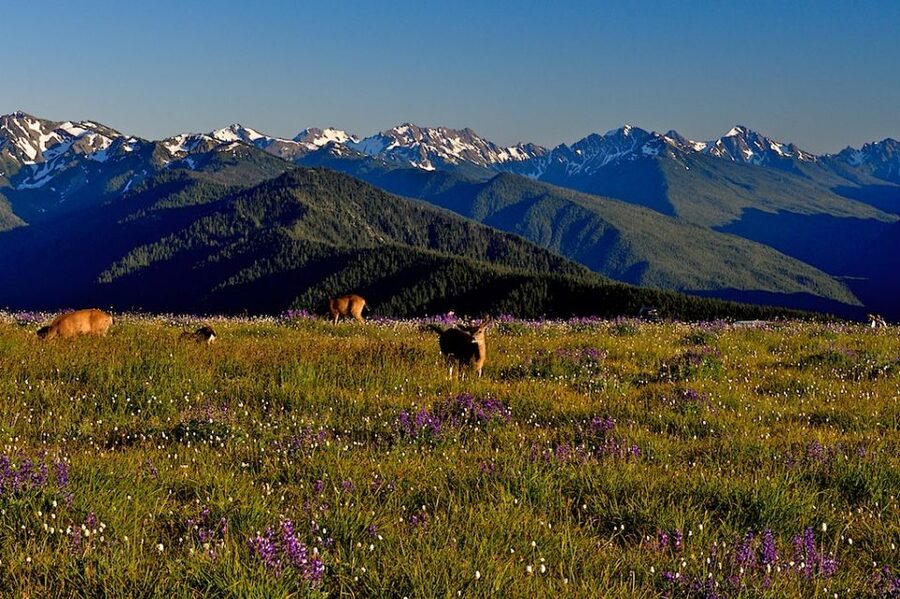 Seattle: Olympic National Park Small-Group Tour - The Pacific coast and rocky tide pools