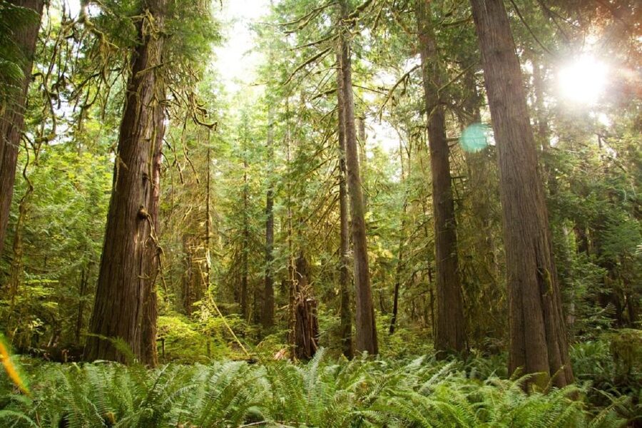 Seattle: Olympic National Park Small-Group Tour - Lunch, snacks, and the practical comforts