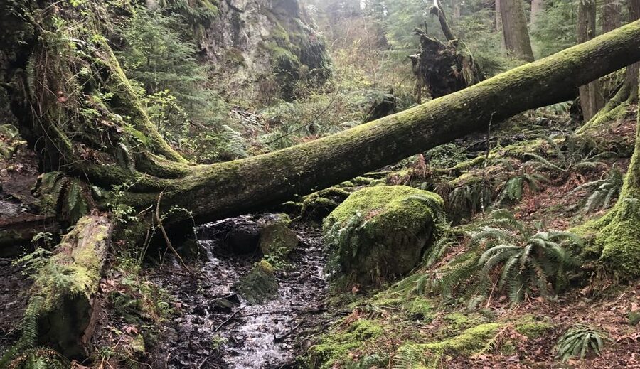 Seattle: Snoqualmie Falls and Twin Falls Guided Tour - The Twin Falls trail is the heart of the day