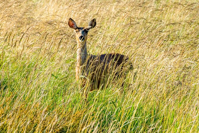 Skagit Valley Birding + Deception Pass Day Tour From Seattle - What the $262 price includes