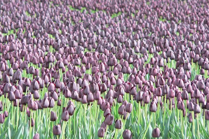 Skagit Valley Tulip Festival Day Tour from Seattle - Why this makes a good Seattle day trip