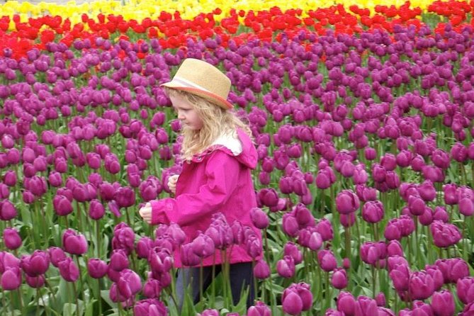 Skagit Valley Tulip Festival Day Tour from Seattle - Roozengaarde offers a more designed garden visit