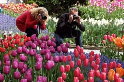 Skagit Valley Tulip Festival Day Tour from Seattle