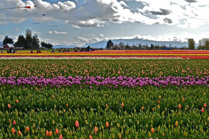 Skagit Valley Tulip Festival Day Tour from Seattle - Weather, crowds, and the best time to go