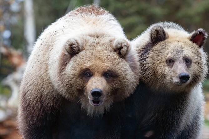 Skip the Line: Daily Admission at Woodland Park Zoo Ticket - Why the 92-Acre Size Matters
