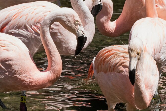 Skip the Line: Daily Admission at Woodland Park Zoo Ticket - Outdoor Theater Programs and Ambassador Animals