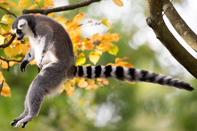 Skip the Line: Daily Admission at Woodland Park Zoo Ticket - Butterflies and Seasonal Exhibits