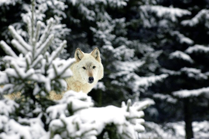 Skip the Line: Daily Admission at Woodland Park Zoo Ticket - Zoomazium for Young Children