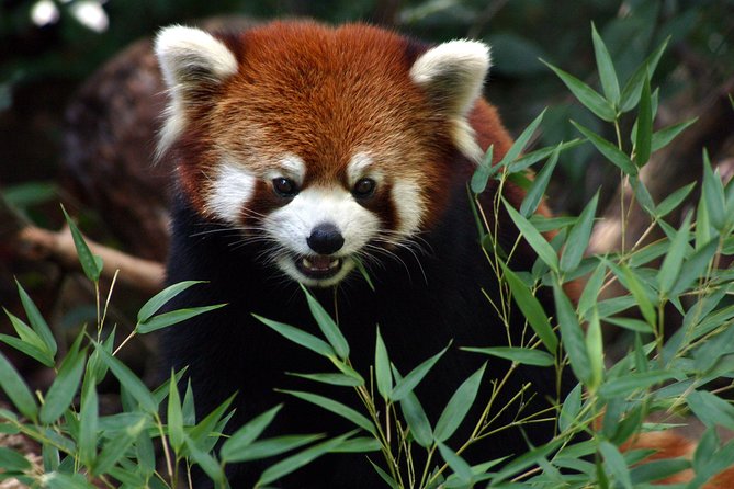 Skip the Line: Daily Admission at Woodland Park Zoo Ticket - Penguins, Otters, and the Coastal Desert