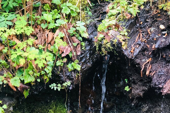 Snoqualmie falls and Twin Falls Hike - Is $75 a fair price?