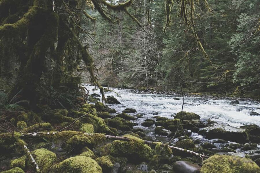 Snoqualmie, Twin Falls & Ancient Forest (Transport Included) - Should you book Snoqualmie, Twin Falls, and Ancient Forest?