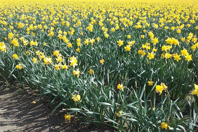 Tulip Festival and Skagit Valley Tour - Guides, transport, and the rhythm of the day