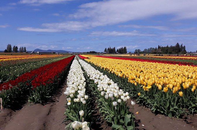 Tulip Festival and Skagit Valley Tour - What the $252.70 price really covers